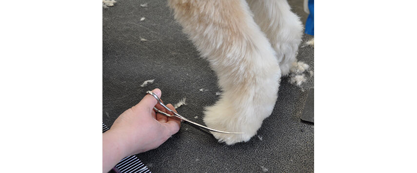 The Soft-Coated Wheaten Terrier